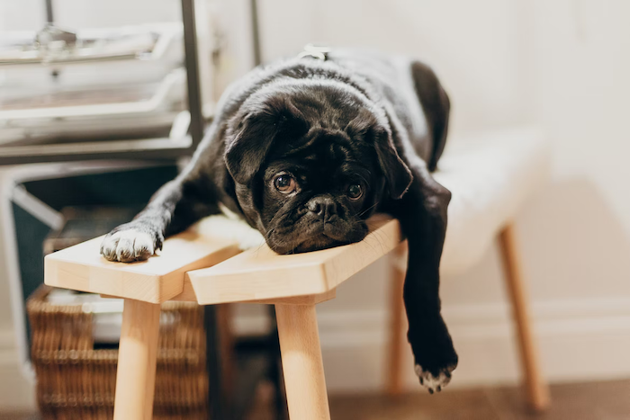 a black dog looks sad lying on a bench