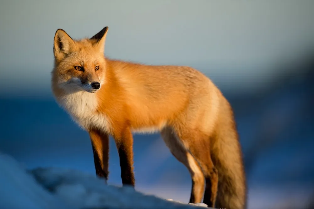 wildlife in winter