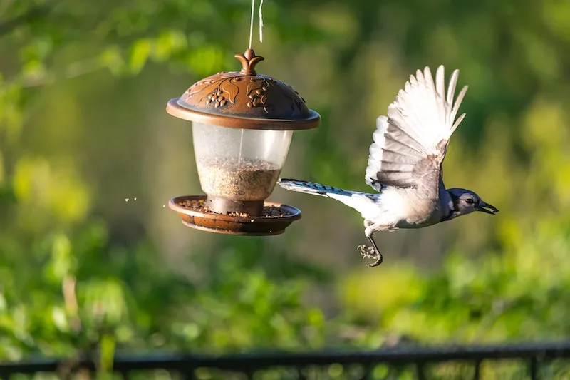 A Blue Jay retreats from a feeder with some food in its beak.