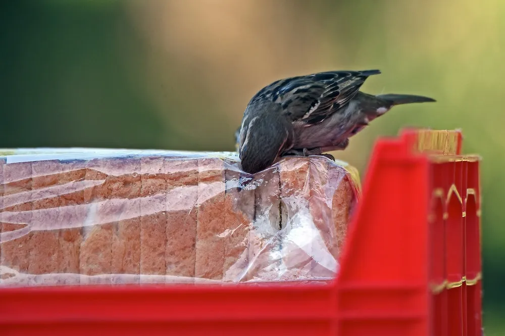 a sparrow pecking at a bag of sliced bread in a red crate