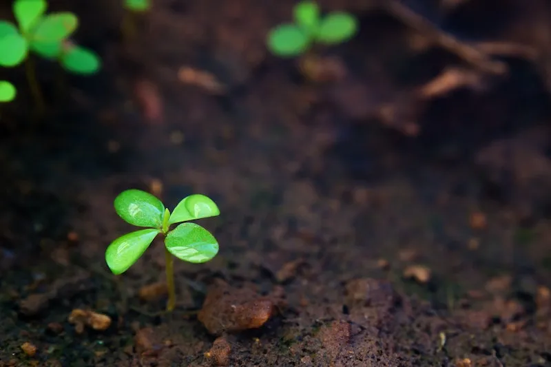 A small green seedling growing in dark soil