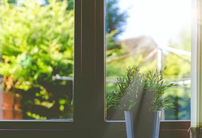 Light shines through a window onto a small potted plant