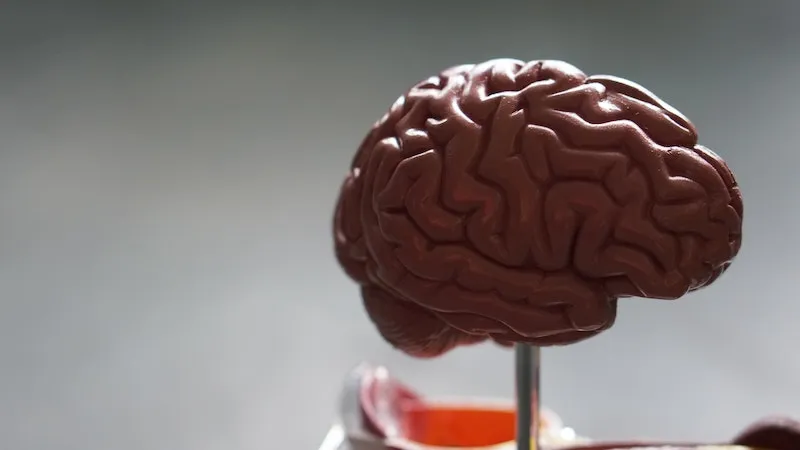 A medical model of a human brain