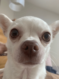 White-colored chihuahua stares