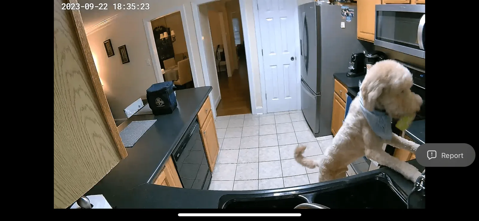 AlfredCamera clip of a dog standing at a kitchen counter.