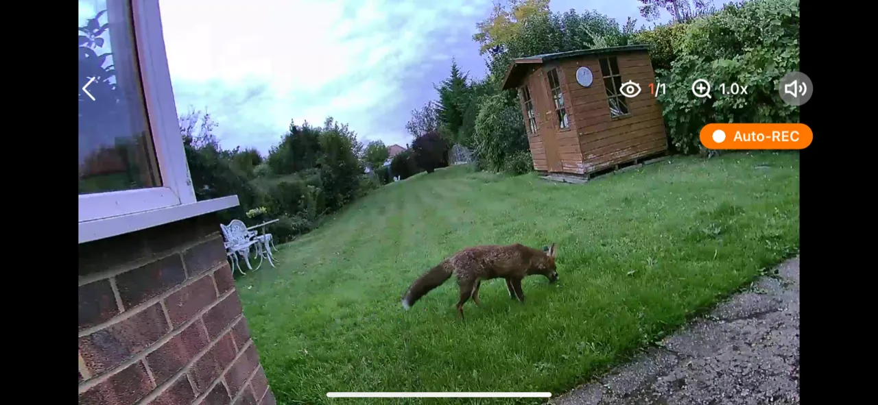 AlfredCam Plus live feed showing a fox walking across a lawn.