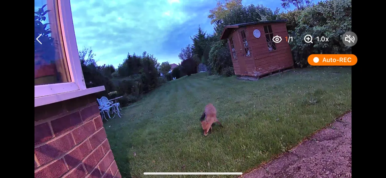 AlfredCam Plus livefeed showing footage of a backward with wildlife.