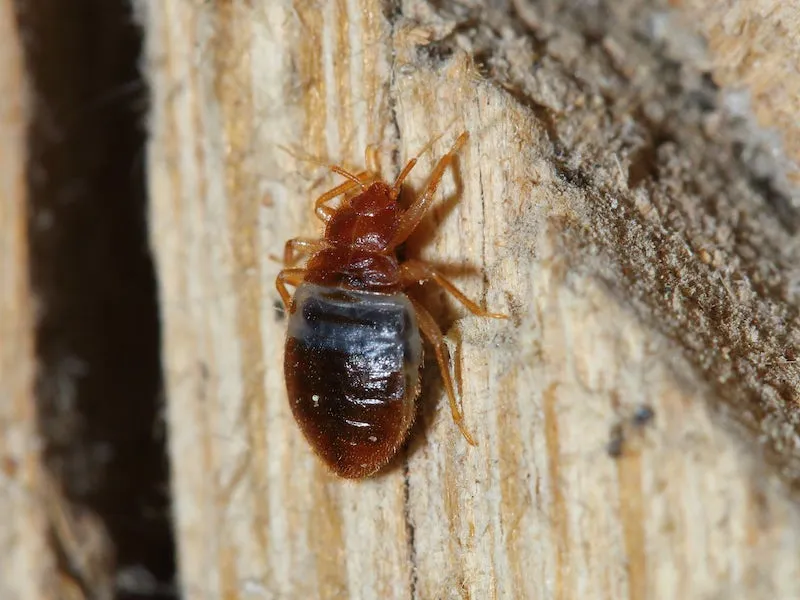 A bat bug (Cimex pipistrelli) on a wooden surface