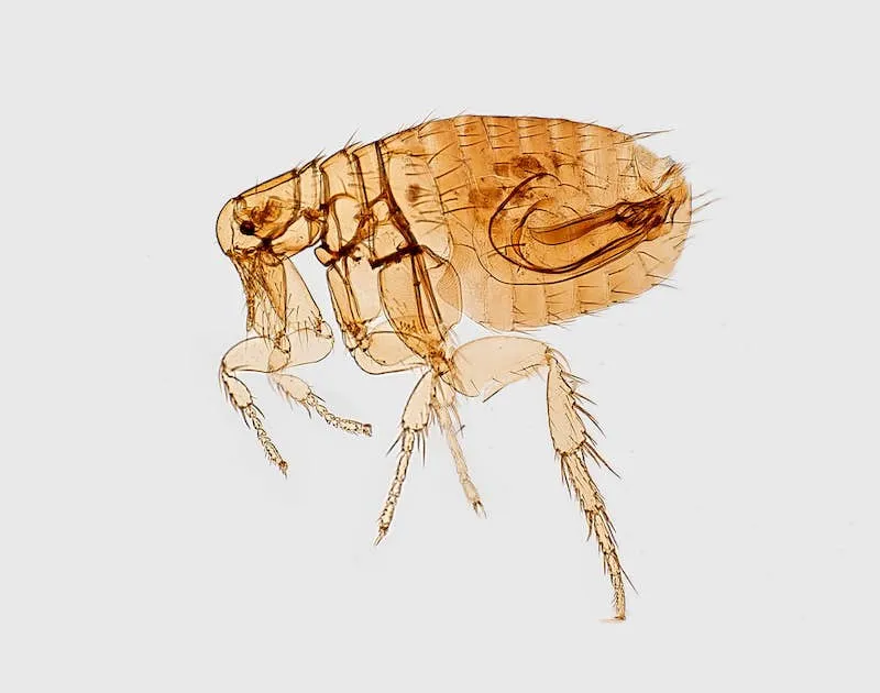 Magnified view of a flea