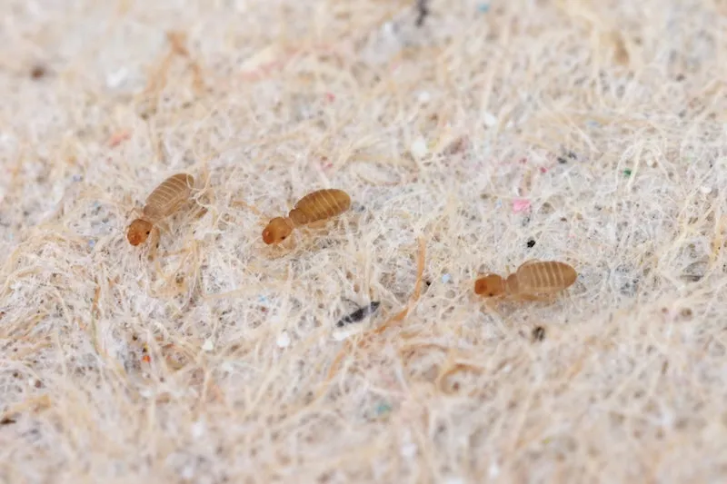Psocids of the genus Liposcelis.