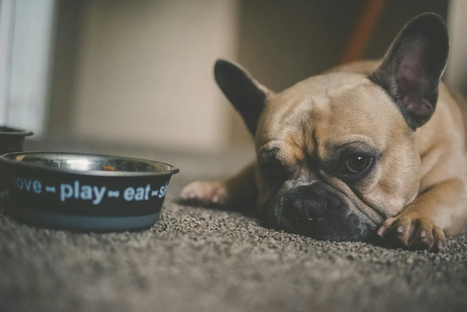 dog lying down with food bowl next to it