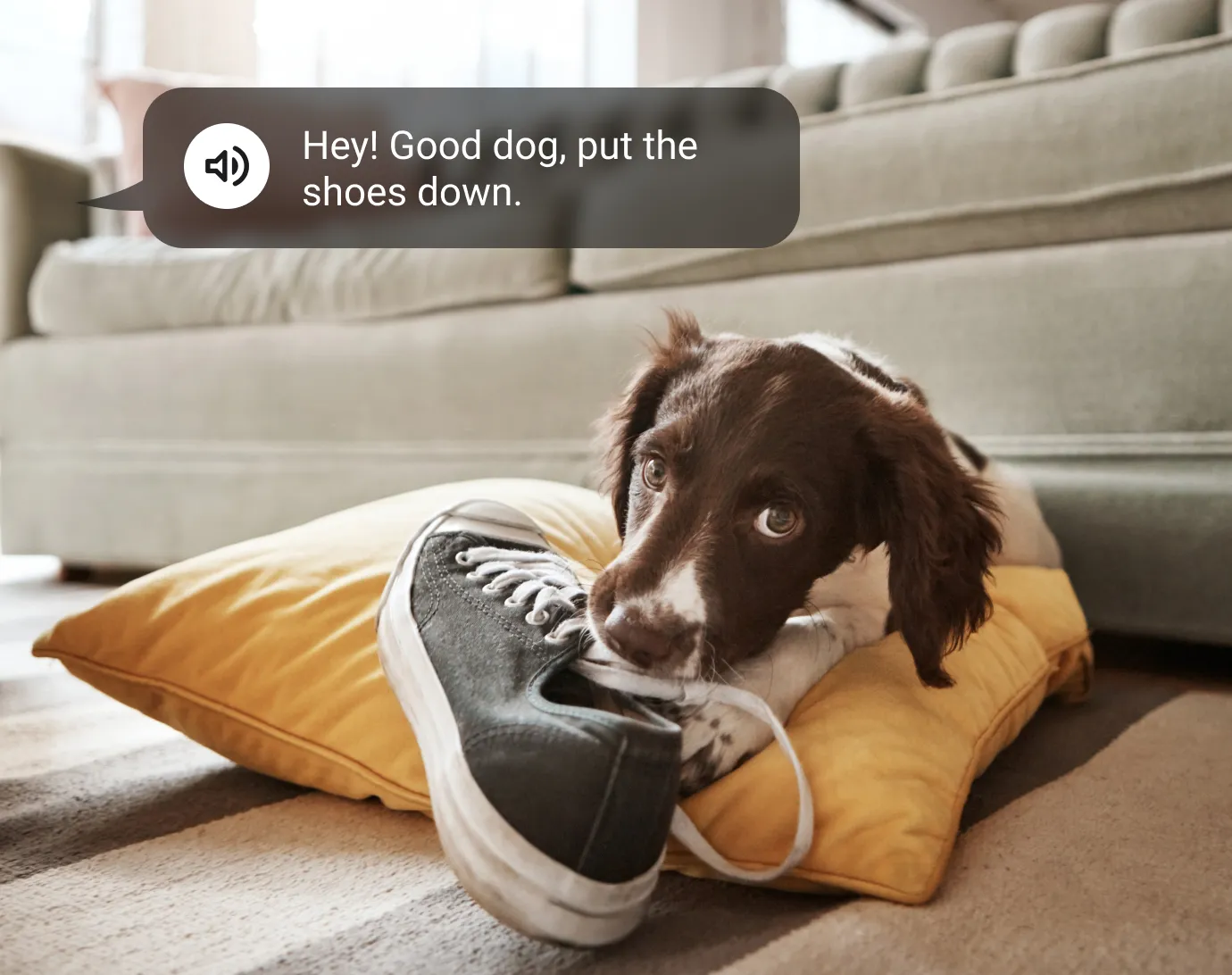 dog eating a shoe